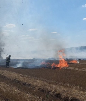 incendii de vegetație