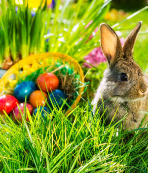 Living Easter bunny with eggs in a basket on a meadow in spring